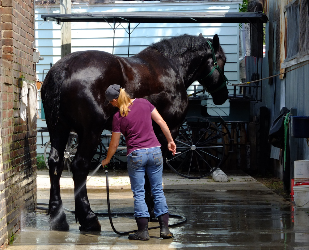 "Dakota" the Percheron